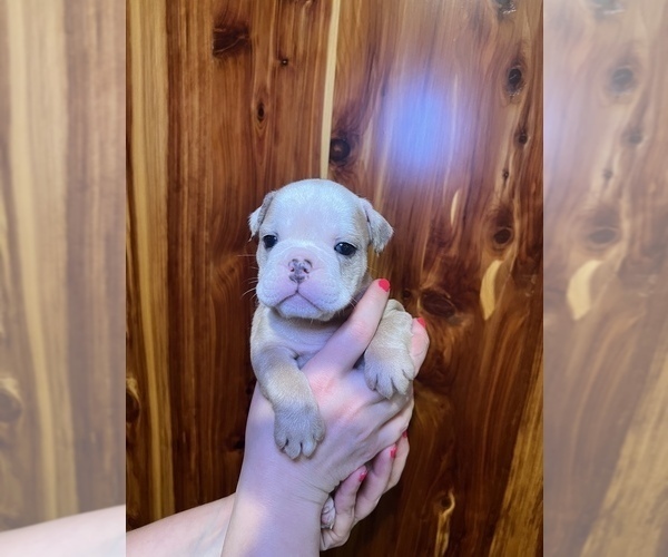 Medium Photo #15 Bulldog Puppy For Sale in GREERS FERRY, AR, USA