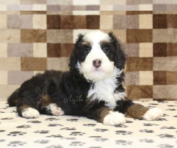 Medium Photo #2 Bernedoodle (Miniature) Puppy For Sale in DENVER, PA, USA