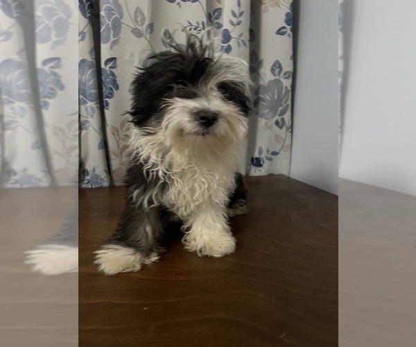 Medium Photo #16 Havanese Puppy For Sale in DURHAM, CT, USA