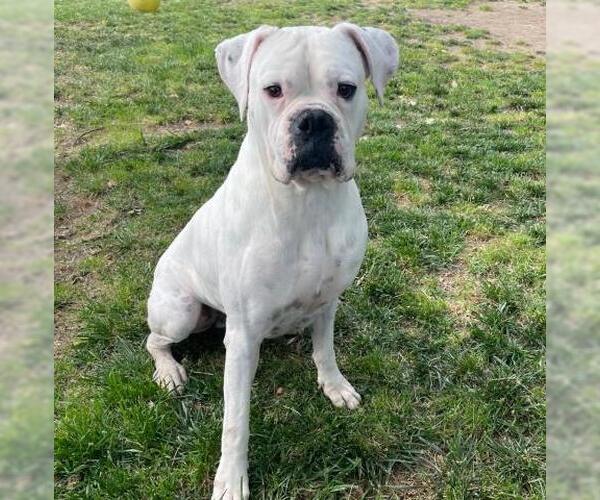 Medium Photo #1 Boxer Puppy For Sale in Camarillo, CA, USA