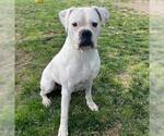 Small Boxer
