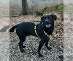 Small #1 Labrador Retriever