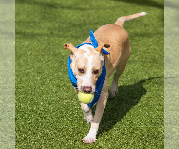 Medium Photo #4 Mutt Puppy For Sale in Hilton Head, SC, USA