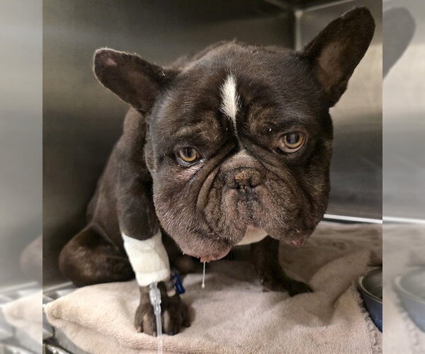 Medium Photo #1 French Bulldog Puppy For Sale in Riverside, CA, USA