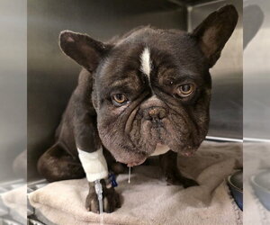 French Bulldog Dogs for adoption in Riverside, CA, USA