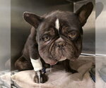 Small French Bulldog