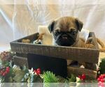 Small #1 Pug