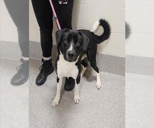 Border Collie-Unknown Mix Dogs for adoption in Louisville, KY, USA