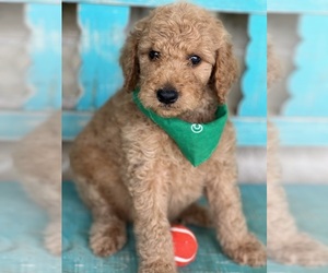 Goldendoodle Puppy for sale in HENRIETTA, TX, USA