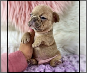 French Bulldog Puppy for sale in OJAI, CA, USA