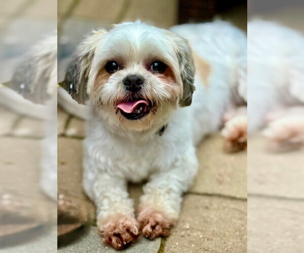 Medium Photo #1 Shih Tzu Puppy For Sale in Mount Laurel, NJ, USA