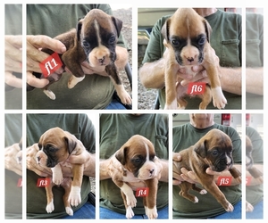 Boxer Litter for sale in GOLDFIELD, IA, USA