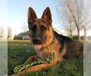 German Shepherd Dog Puppy for sale in MILFORD, IN, USA