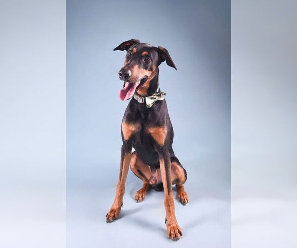 Medium Photo #2 Doberman Pinscher Puppy For Sale in Buffalo, MN, USA