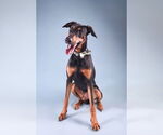 Small #1 Doberman Pinscher