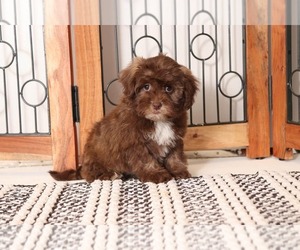 Shih-Poo Puppy for sale in NAPLES, FL, USA
