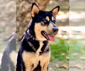 German Shepherd Dog-Siberian Husky Mix Dogs for adoption in W Hollywood, CA, USA