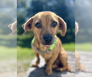 Sunshine - Female Chihuahua-Unknown Mix Dog for Adoption - Photo #4
