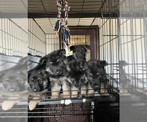 German Shepherd Dog Puppy for sale in SUMPTER TWP, MI, USA