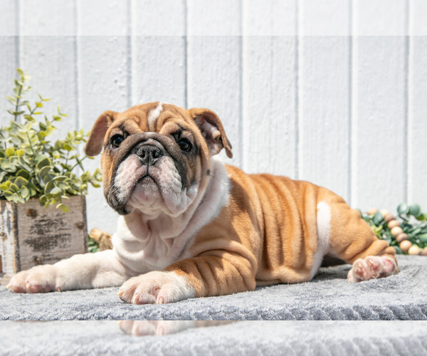 Medium Photo #1 English Bulldog Puppy For Sale in MILLERSBURG, OH, USA