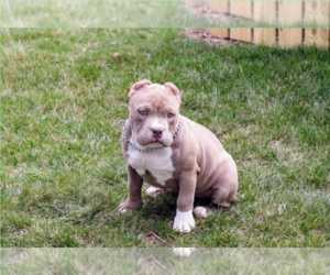 American Bully Puppy for Sale in TOPEKA, Indiana USA