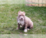 Small American Bully