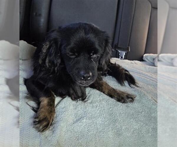 Medium Photo #1 Cavalier King Charles Spaniel Puppy For Sale in Conroe, TX, USA