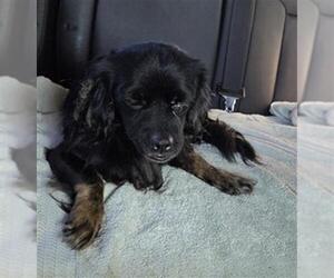 Cavalier King Charles Spaniel Dogs for adoption in Conroe, TX, USA