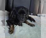 UNO - Male Cavalier King Charles Spaniel Dog for Adoption - Small photo