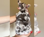 Small Photo #3 French Bulldog Puppy For Sale in GREENVILLE, SC, USA
