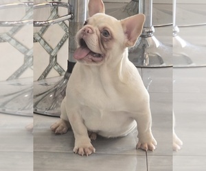 French Bulldog Puppy for sale in NORTH PORT, FL, USA