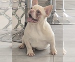 Image preview for Ad Listing. Nickname: Theodore