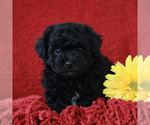 Small Photo #1 Poodle (Toy)-Yorkshire Terrier Mix Puppy For Sale in GAP, PA, USA