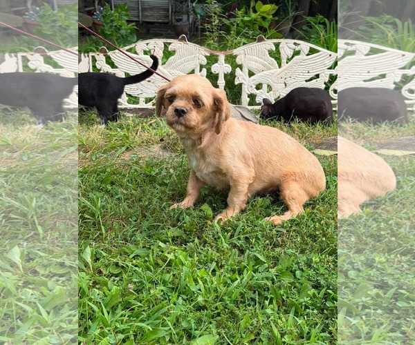 Medium Photo #2 Shih Tzu Puppy For Sale in HOPKINSVILLE/PRINCETON, KY, NH, USA