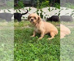 Small #1 Shih Tzu