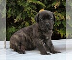 Small Photo #1 Mastiff Puppy For Sale in MORGANTOWN, PA, USA