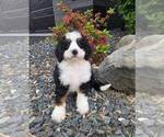 Image preview for Ad Listing. Nickname: Bobo