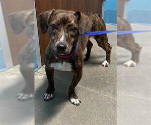 Mutt Dogs for adoption in Houston, TX, USA