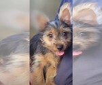 Puppy Eclair Yorkshire Terrier