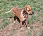 Small Photo #10 Black Mouth Cur-Unknown Mix Puppy For Sale in Stover, MO, USA