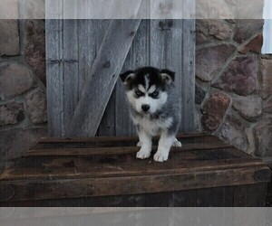 Pomsky Puppy for Sale in WOOSTER, Ohio USA
