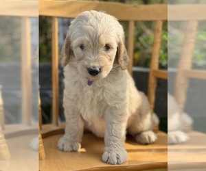 Goldendoodle Puppy for sale in MARYVILLE, MO, USA
