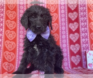 Goldendoodle Puppy for sale in LANCASTER, PA, USA