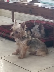 Father of the Yorkshire Terrier puppies born on 07/11/2018