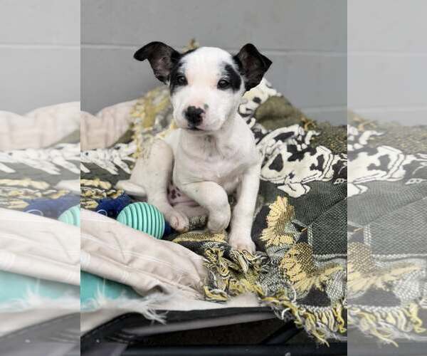 Medium Photo #2 Mutt Puppy For Sale in Turlock, CA, USA