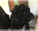 Small Photo #4 Goldendoodle (Miniature) Puppy For Sale in KEWASKUM, WI, USA