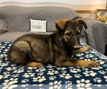 Small Photo #3 German Shepherd Dog Puppy For Sale in LOGAN, OH, USA