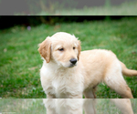 Small Photo #10 Golden Retriever Puppy For Sale in GRAND RAPIDS, MI, USA