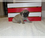 Small Photo #2 Pug Puppy For Sale in MOUNT SOLON, VA, USA