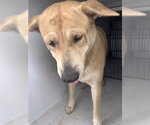 A663557 - Female Carolina Dog Dog for Adoption - Small photo